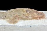 Lower Turonian Fossil Fish - Goulmima, Morocco #76394-3
